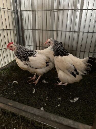 PAIR OF BANTOM LIGHT SUSSEX CHICKENS - BIDS PER LIFE