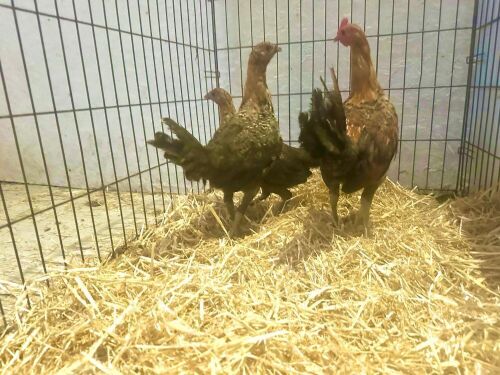 TRIO OF GINGER OLD ENGLISH - BIDS PER LIFE