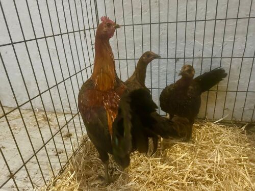 TRIO OF BLACK RED OLD ENGLISH GAME - BIDS PER LIFE