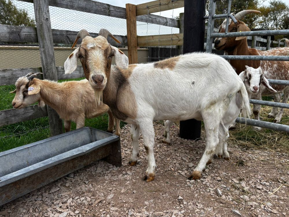 NANNY BOER WITH 2 WETHER KIDS - BIDS PER LIFE