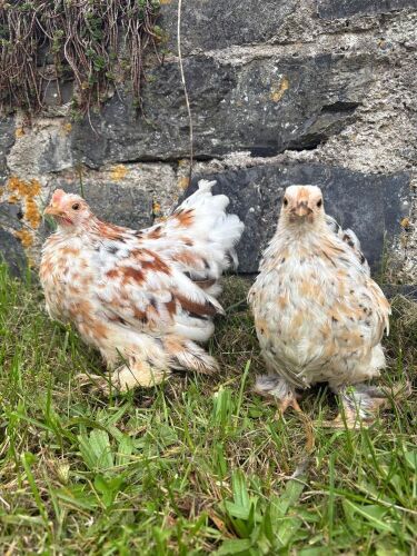 PAIR OF MILLEFLEUR PEKIN BANTAMS - BIDS PER LIFE