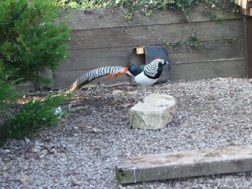 1 X 3YO MALE LADY AMHERST PHEASANTS