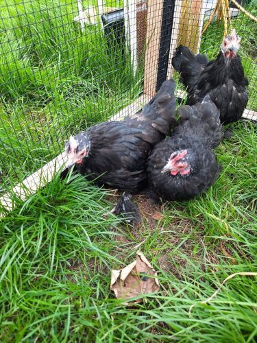 3 FARMYARD BANTAM HENS - BIDS PER LIFE
