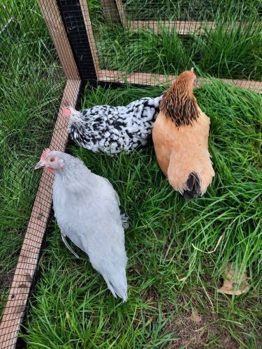 3 FARMYARD BANTAM HENS - BIDS PER LIFE