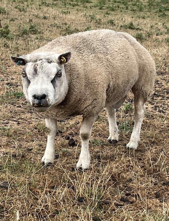 PEDIGREE SHEARLING BELTEX RAM