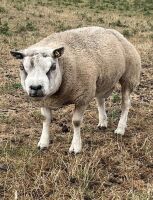 PEDIGREE SHEARLING BELTEX RAM
