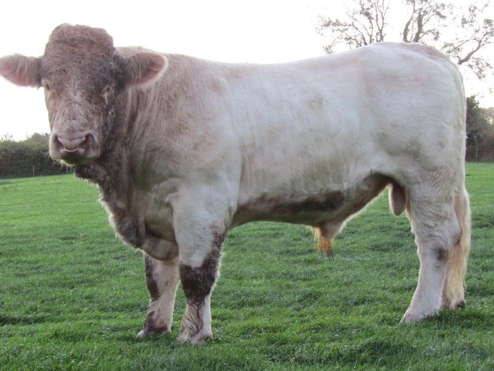 2YO PEDIGREE CHAROLAIS BULL
