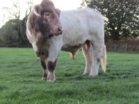 2YO PEDIGREE CHAROLAIS BULL - 3