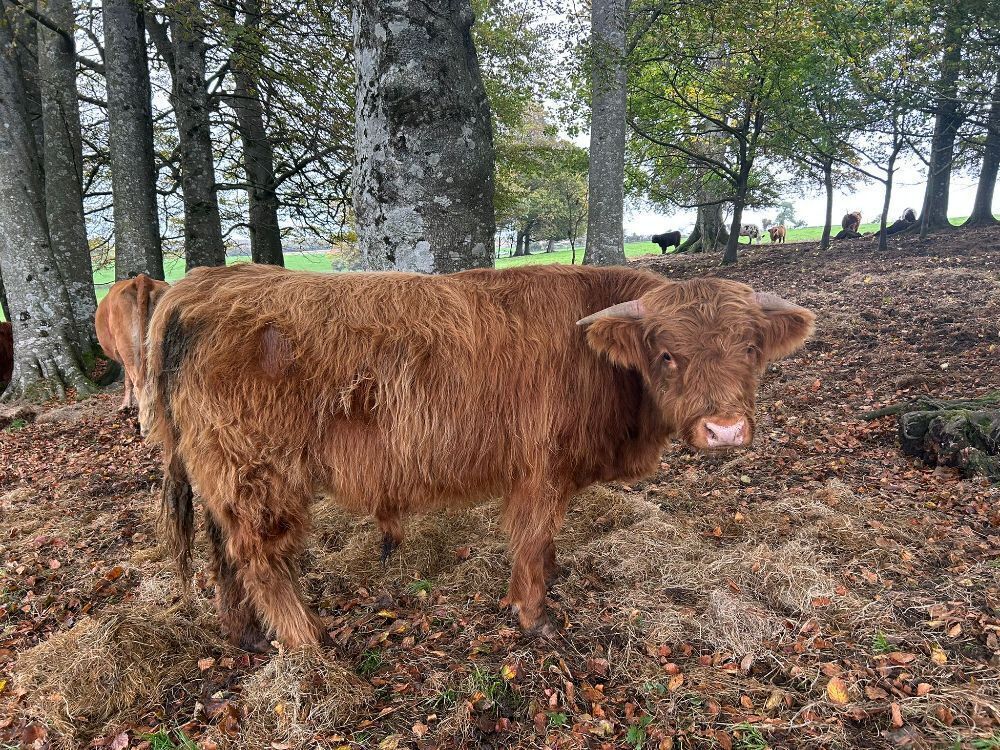 1YO BEEF SHORTHORN X HIGHLAND BULL