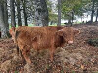 1YO BEEF SHORTHORN X HIGHLAND BULL