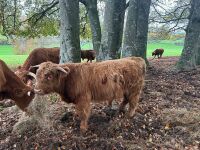 1YO BEEF SHORTHORN X HIGHLAND BULL - 2