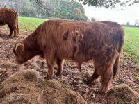 1YO BEEF SHORTHORN X HIGHLAND BULL - 3