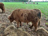 1YO BEEF SHORTHORN X HIGHLAND BULL - 4