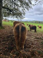 1YO BEEF SHORTHORN X HIGHLAND BULL - 5
