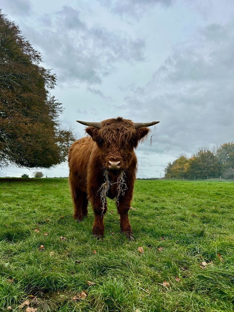 16MO HIGHLAND BULL
