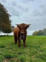 16MO HIGHLAND BULL