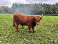 16MO HIGHLAND BULL - 2