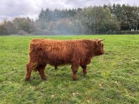 16MO HIGHLAND BULL - 4