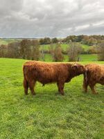 16MO HIGHLAND BULL - 5