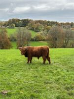 16MO HIGHLAND BULL - 6