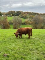 16MO HIGHLAND BULL - 7