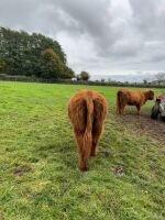 16MO HIGHLAND BULL - 9