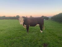 3YO PEDIGREE HEREFORD BULL