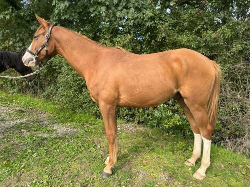 YEARLING 15.3HH CHESNUT GELDING