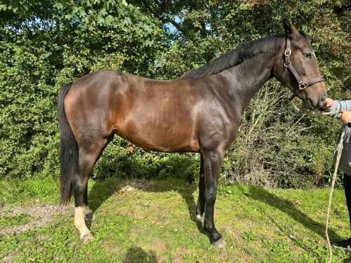 2YO BAY MARE