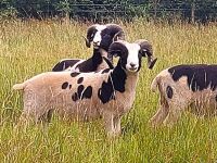 18MO JACOB SHEARLING RAM - 2