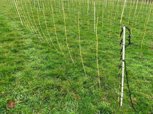 APPROX 45M OF SHEEP FLEXINET