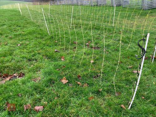 APPROX 45M OF SHEEP FLEXINET