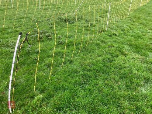APPROX 45M OF SHEEP FLEXINET
