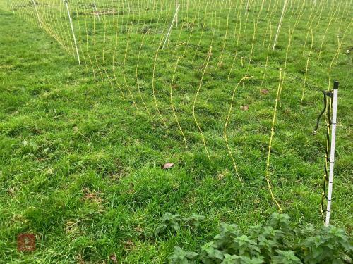 APPROX 45M OF SHEEP FLEXINET