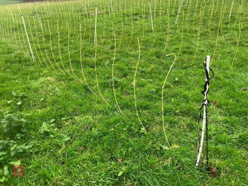 APPROX 45M OF SHEEP FLEXINET