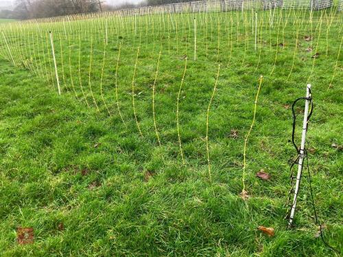 APPROX 45M OF SHEEP FLEXINET