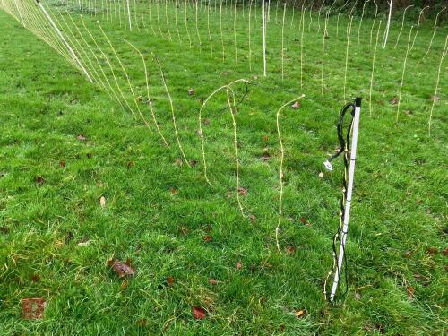 APPROX 45M OF SHEEP FLEXINET
