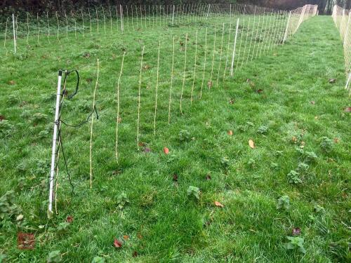 APPROX 45M OF SHEEP FLEXINET