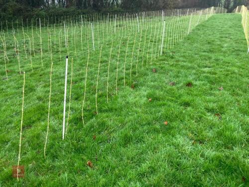 APPROX 45M OF SHEEP FLEXINET