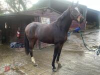 2YO BAY 16.1HH FILLY - 3