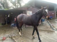 2YO BAY 16.1HH FILLY - 5