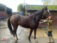 2YO BAY 16.1HH FILLY - 8