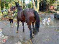 2YO BAY 16.1HH FILLY - 14