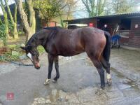 2YO BAY 16.1HH FILLY - 15
