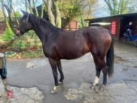 2YO BAY 16.1HH FILLY - 17