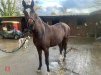 2YO BAY 16.1HH FILLY - 18