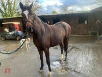 2YO BAY 16.1HH FILLY - 19