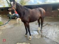 2YO BAY 16.1HH FILLY - 20