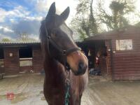 2YO BAY 16.1HH FILLY - 23