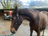 2YO BAY 16.1HH FILLY - 25
